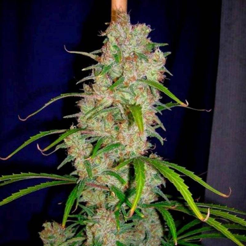Destroyer cannabiogen régulières
