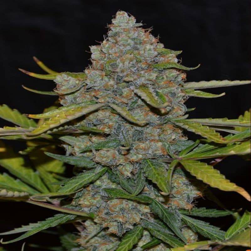 Auto CBG cannabiogen féminisée Auto CBG cannabiogen féminisée