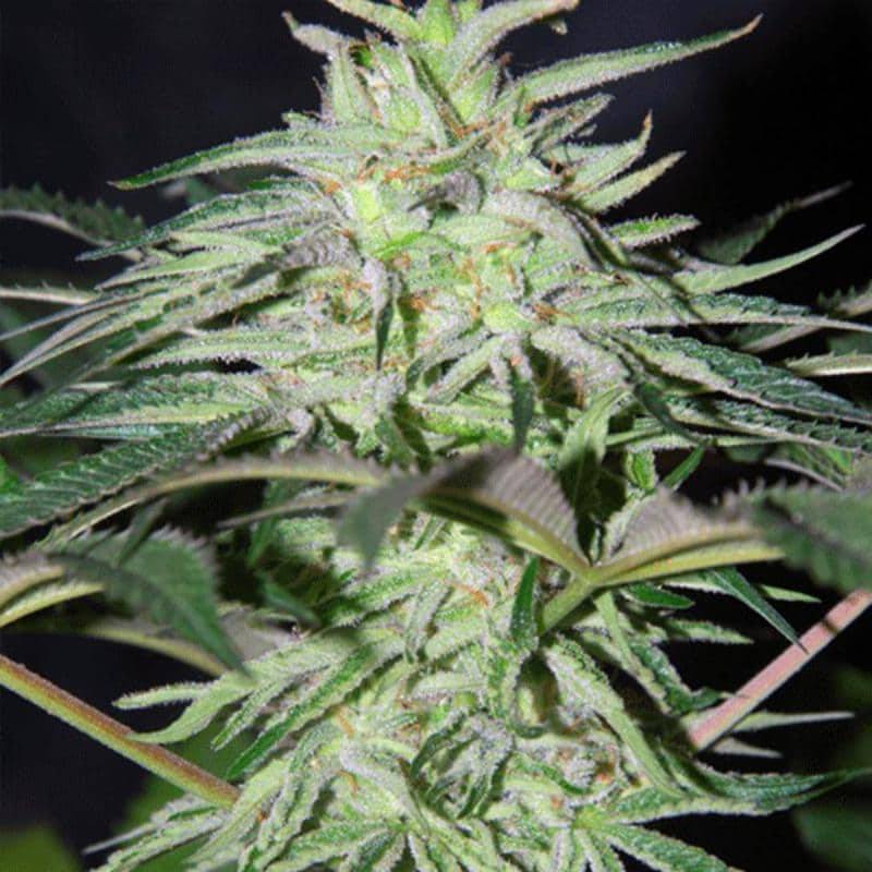 Panama DC cannabiogen féminisées
