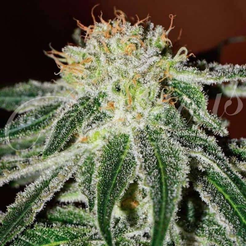 Black Russian - Féminisée - Delicious Seeds
