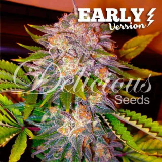 Caramelo F1 - Early Version Féminisée - Delicious Seeds