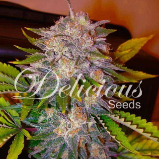 Caramelo - Féminisée - Delicious Seeds