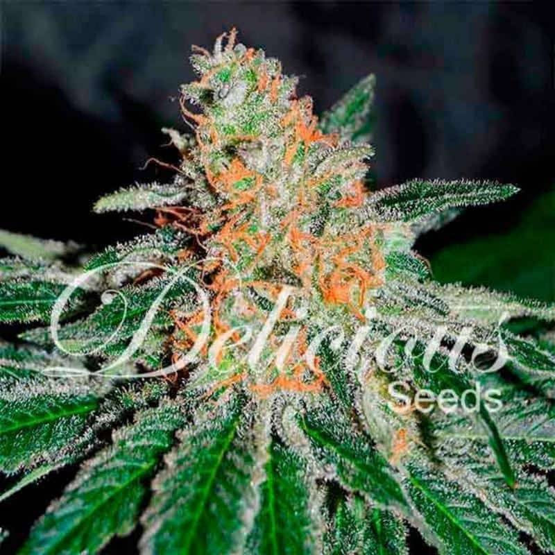 CBD Jam - Féminisée - Delicious Seeds