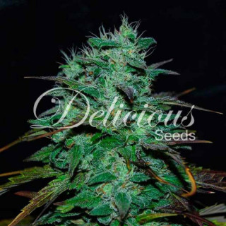 Chocobang - Féminisée - Delicious Seeds