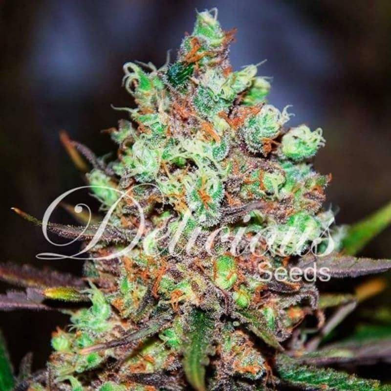 Cotton Candy Kush - Féminisée - Delicious Seeds