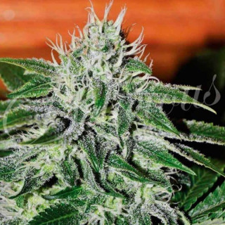 Critical Jack Herer - Féminisée - Delicious Seeds