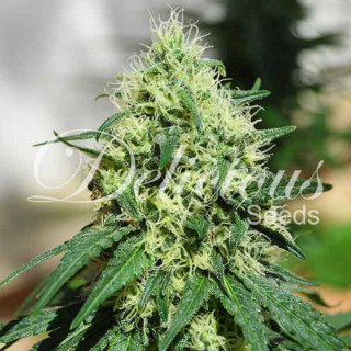 Critical Kali Mist - Féminisée - Delicious Seeds