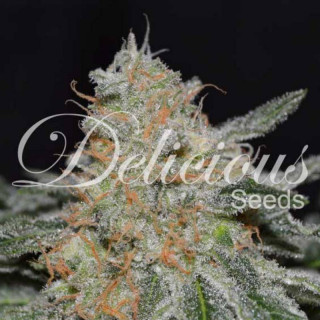 Critical Neville Haze 2.0 - Féminisée - Delicious Seeds