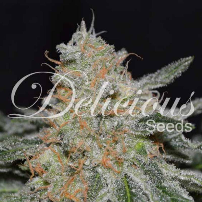 Critical Neville Haze 2.0 - Féminisée - Delicious Seeds