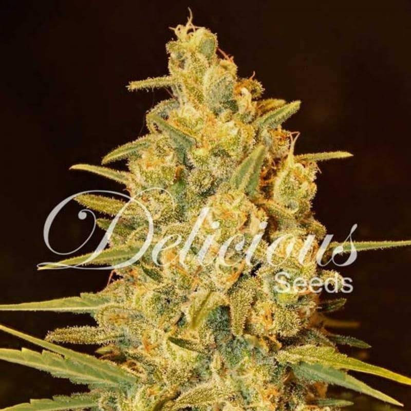 Critical Sensi Star - Féminisée - Delicious Seeds