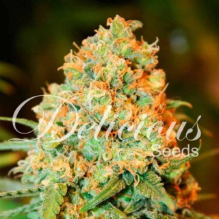 Critical Super Silver Haze - Féminisée - Delicious Seeds