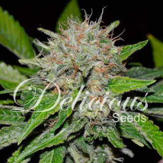 Deep Mandarine - CBD Féminisée - Delicious Seeds