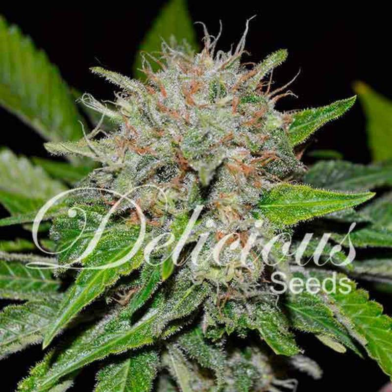 Deep Mandarine - CBD Féminisée - Delicious Seeds
