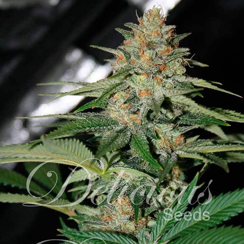 Delicious candy delicious seeds Delicious candy delicious seeds