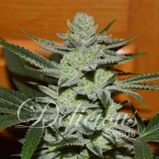 Desconocida Kush - Féminisée - Delicious Seeds