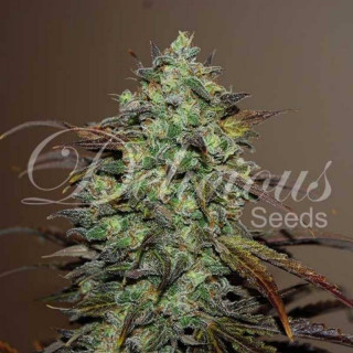 Eleven Roses - Féminisée - Delicious Seeds