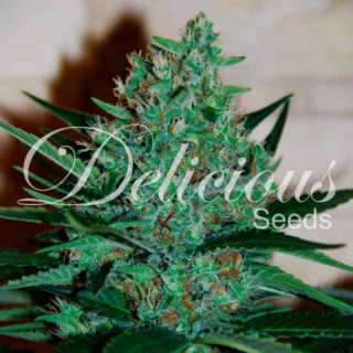 Fruity Chronic Juice - Féminisée - Delicious Seeds