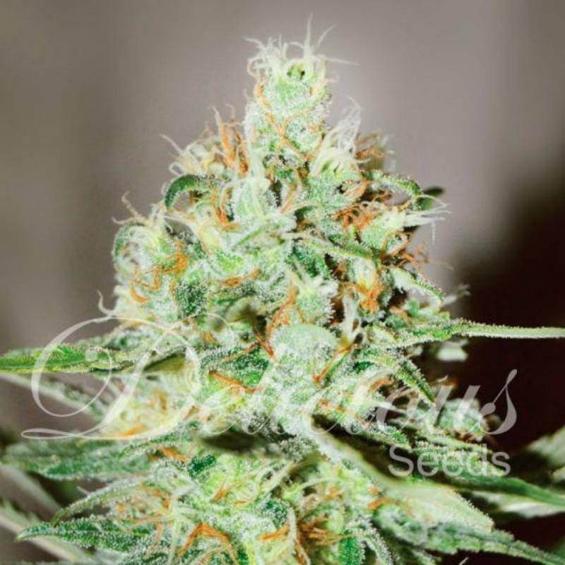 Jagg Kush - Féminisée - Delicious Seeds