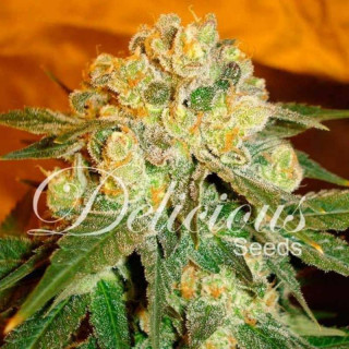 Marmalate - Féminisée - Delicious Seeds