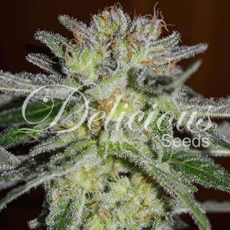Northern Light Blue - Féminisée - Delicious Seeds