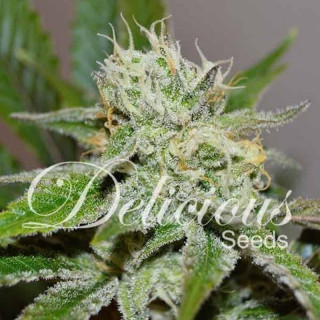 Original Juan Herer - Féminisée - Delicious Seeds