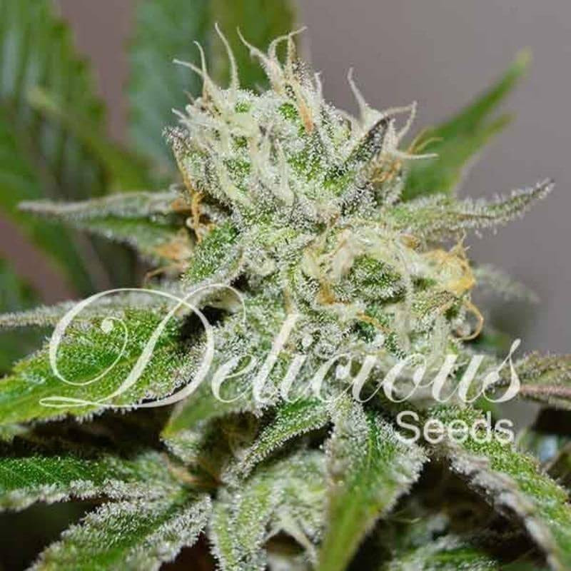 Original Juan Herer - Féminisée - Delicious Seeds