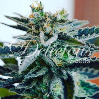 Sugar Black Rose - Féminisée - Delicious Seeds