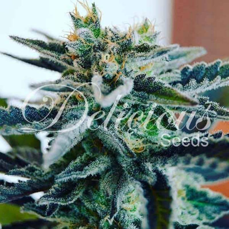 Sugar Black Rose - Féminisée - Delicious Seeds
