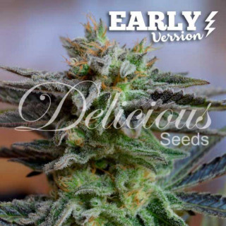 Sugar Black Rose - Early Version Féminisée - Delicious Seeds