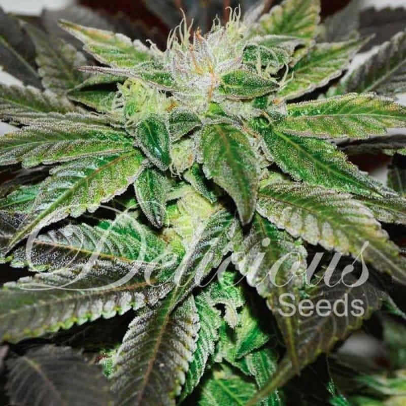 Sugar Candy - féminisée - Delicious Seeds