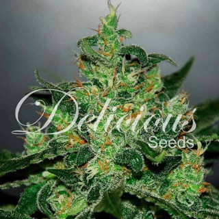 Critical Jack Herer - Autofloraison - Delicious Seeds