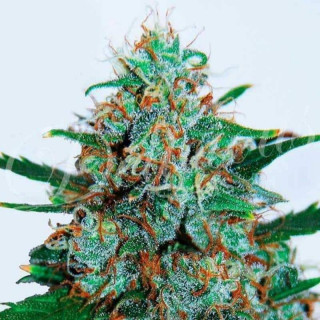 Critical Neville Haze - Auto - Delicious Seeds
