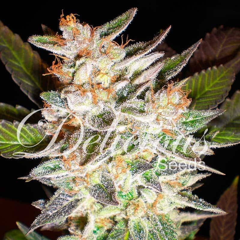 Delicious Candy - Auto - Delicious Seeds