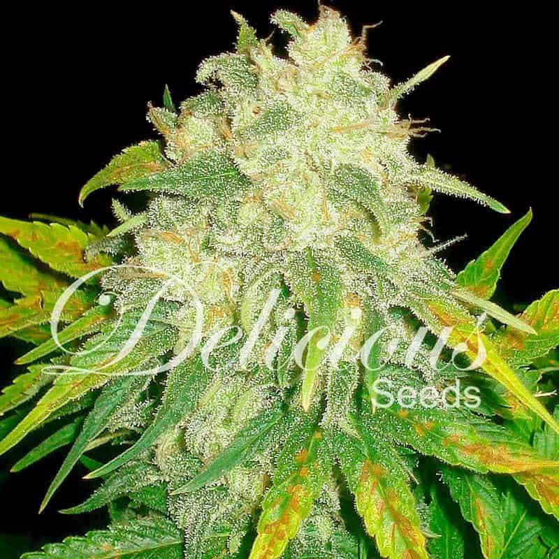IL Diavolo - Autofloraison - Delicious Seeds