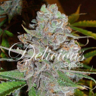La Diva - Autofloraison - Delicious Seeds