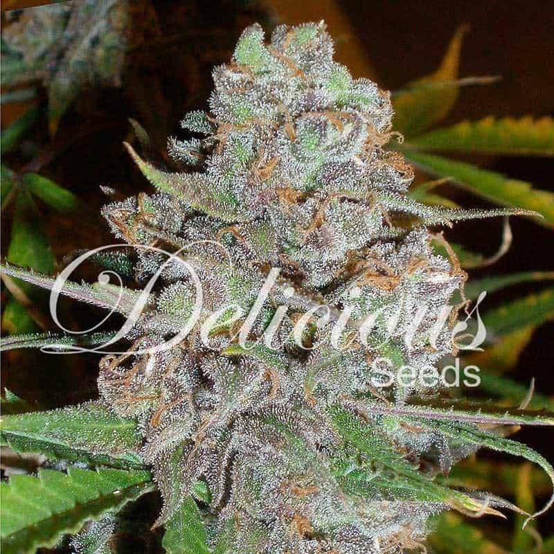 La diva auto delicious seeds La diva auto delicious seeds