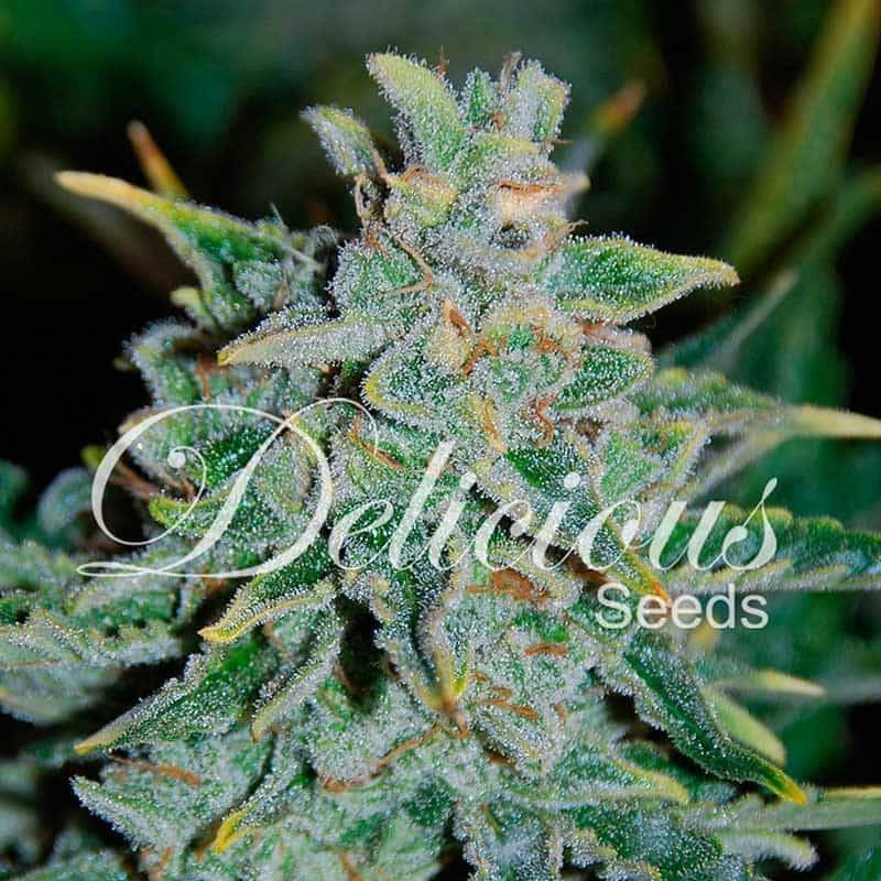 Northern Light Blue - Autofloraison - Delicious Seeds