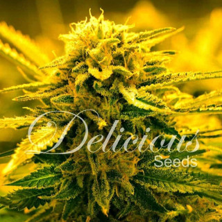 Sugar Black Rose - Auto - Delicious Seeds - Graines de Collection
