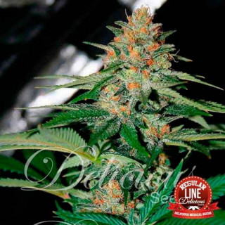 Delicious Candy - Régulière - Delicious Seeds