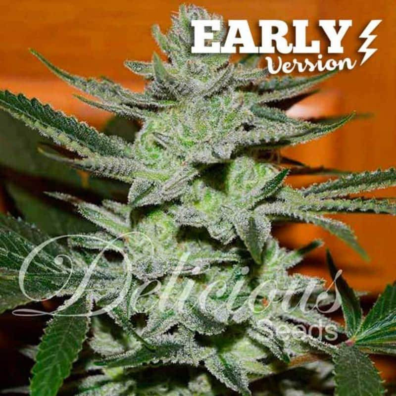 Unknown Kush - Early Version Féminisée - Delicious Seeds