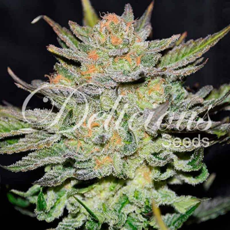 Auto blue ace CBD delicious seeds Auto blue ace CBD delicious seeds