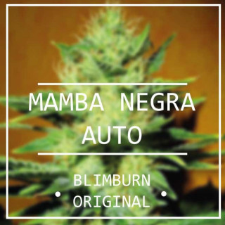 Mamba Negra - Autofloraison - Blimburn Seeds