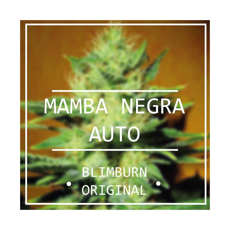 Mamba Negra - Autofloraison - Blimburn Seeds