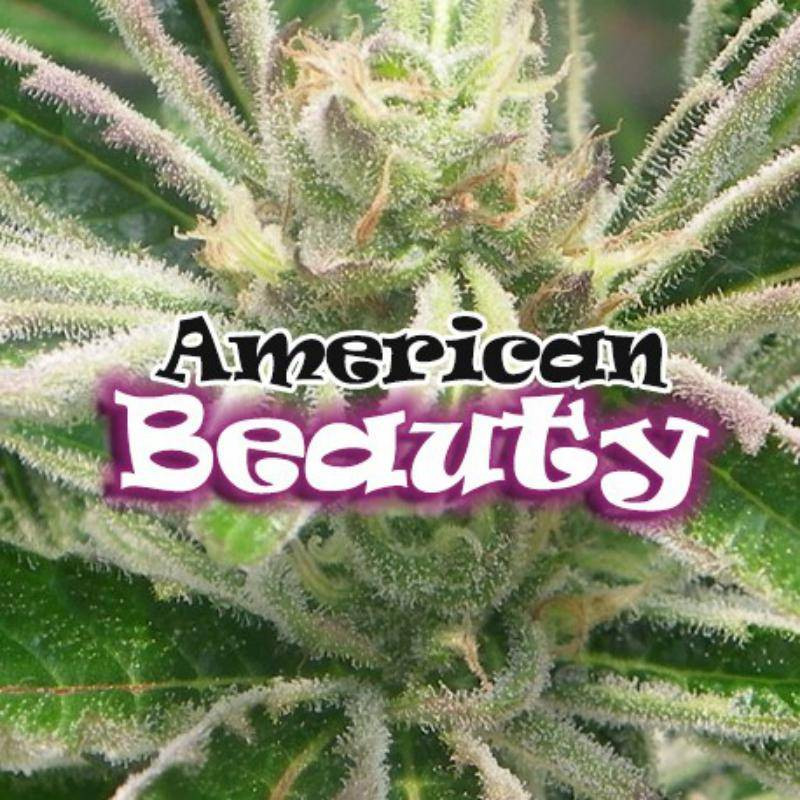 American beauty dr underground