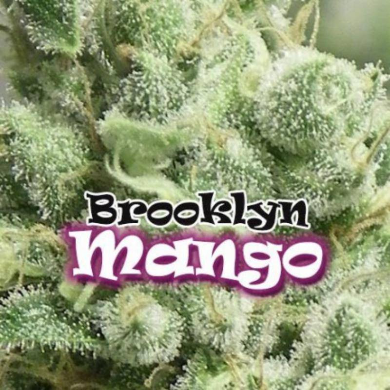 Brooklyn mango dr underground Brooklyn mango dr underground