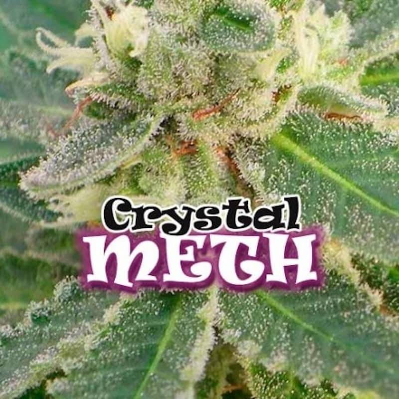 Crystal meth Dr underground féminisée Crystal meth Dr underground féminisée