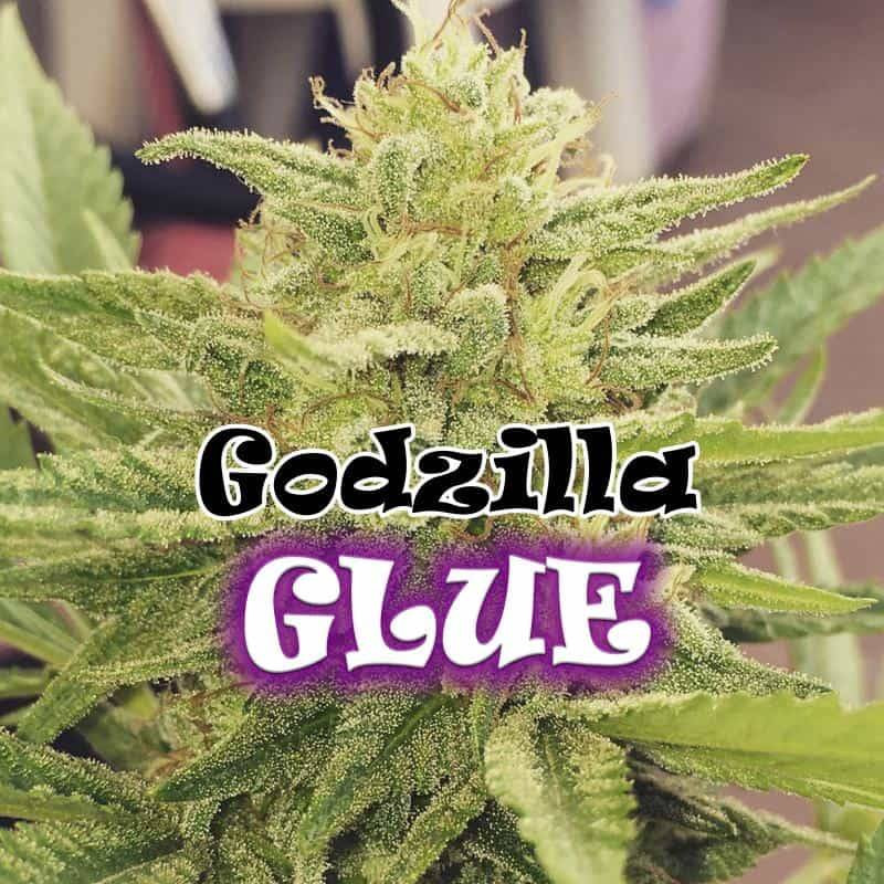 Godzilla glue féminisée Dr underground Godzilla glue féminisée Dr underground