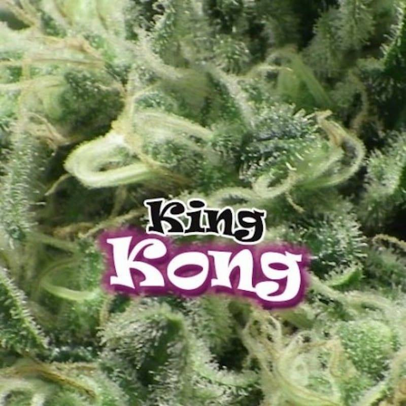 King kong dr underground féminisée King kong dr underground féminisée