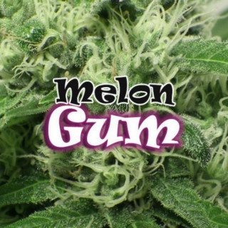Melon gum dr underground féminisée