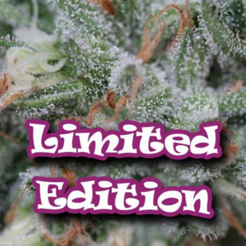 Original ganster dr underground limited